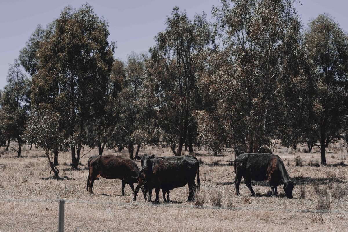 Kimo_Estate_Wedding_NSW-2