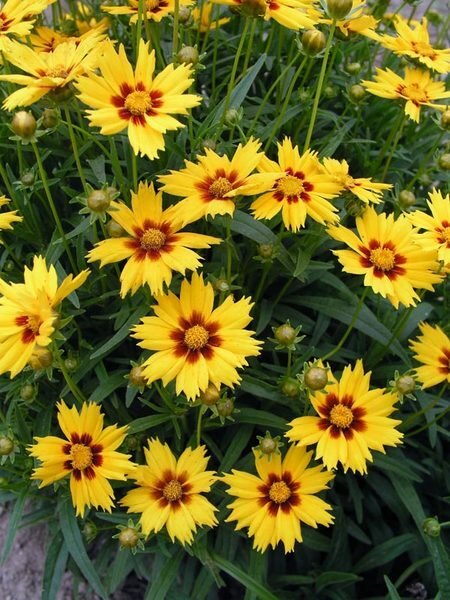 CODO_0_Coreopsis_Domino