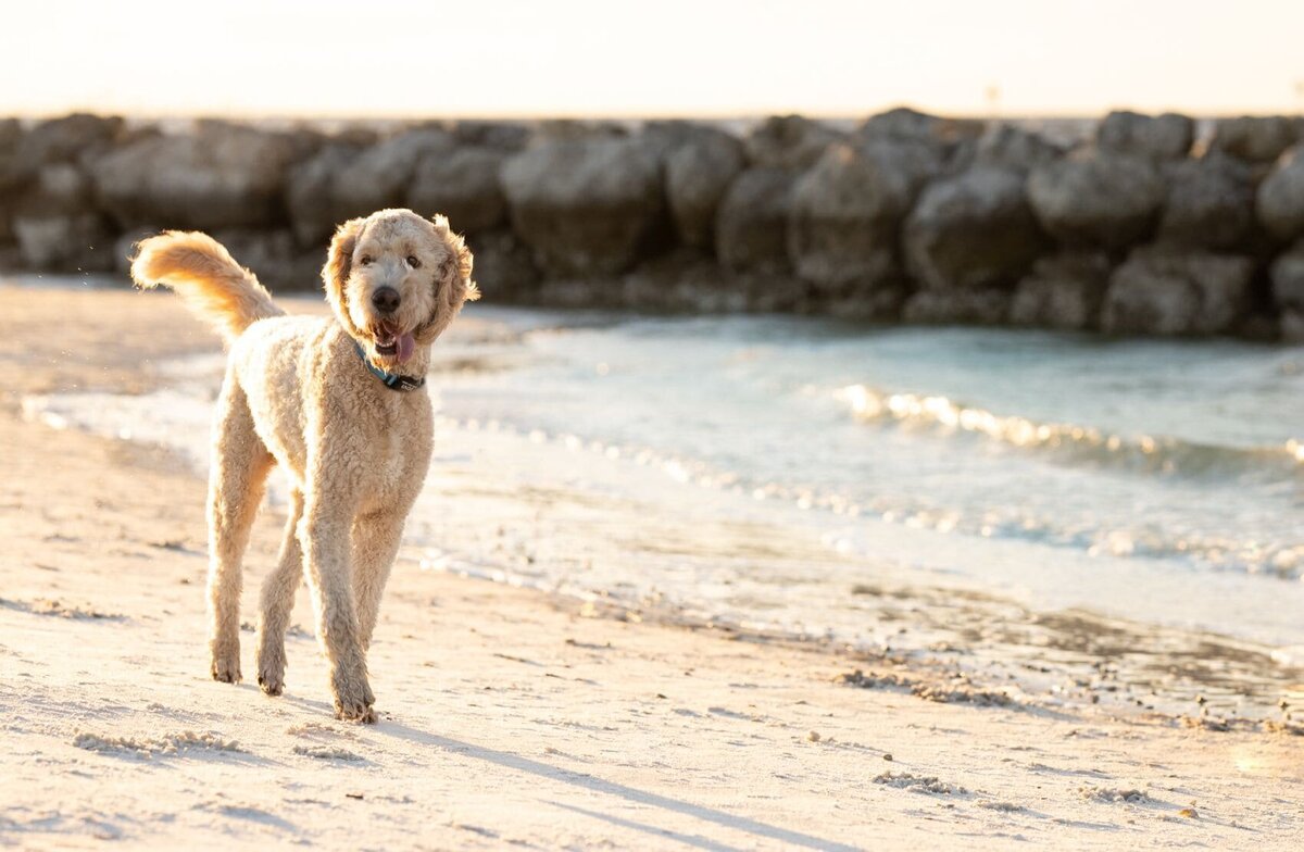 lilla-bordas-portraits-tampa-DOG-photographer1325_2