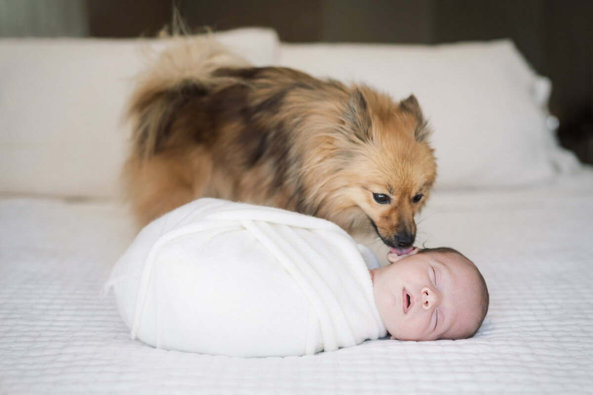 Portrait of a newborn baby swaddled in a white blanket with a dog next to him on a white bed.