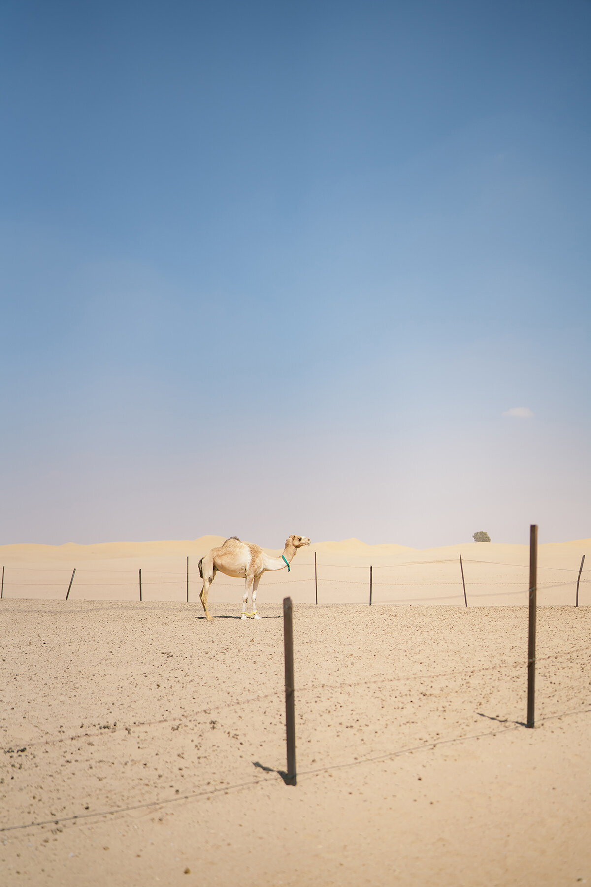 Michelle Norwood Living - Luxury Travel Inspiration - Dubai - benfinch-00530