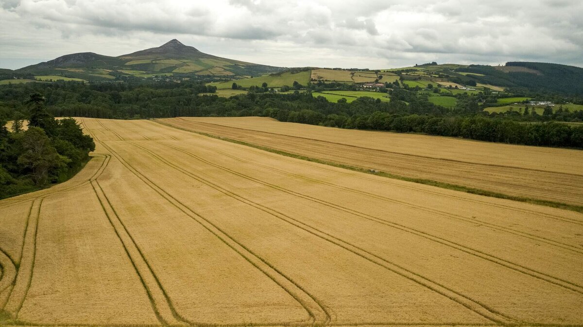 Powerscourt Distillery, Wheat Fields, Co Wicklow_Web Size