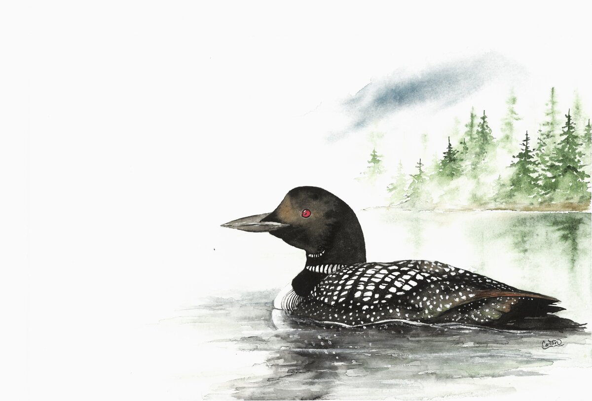 loon 2  jpg