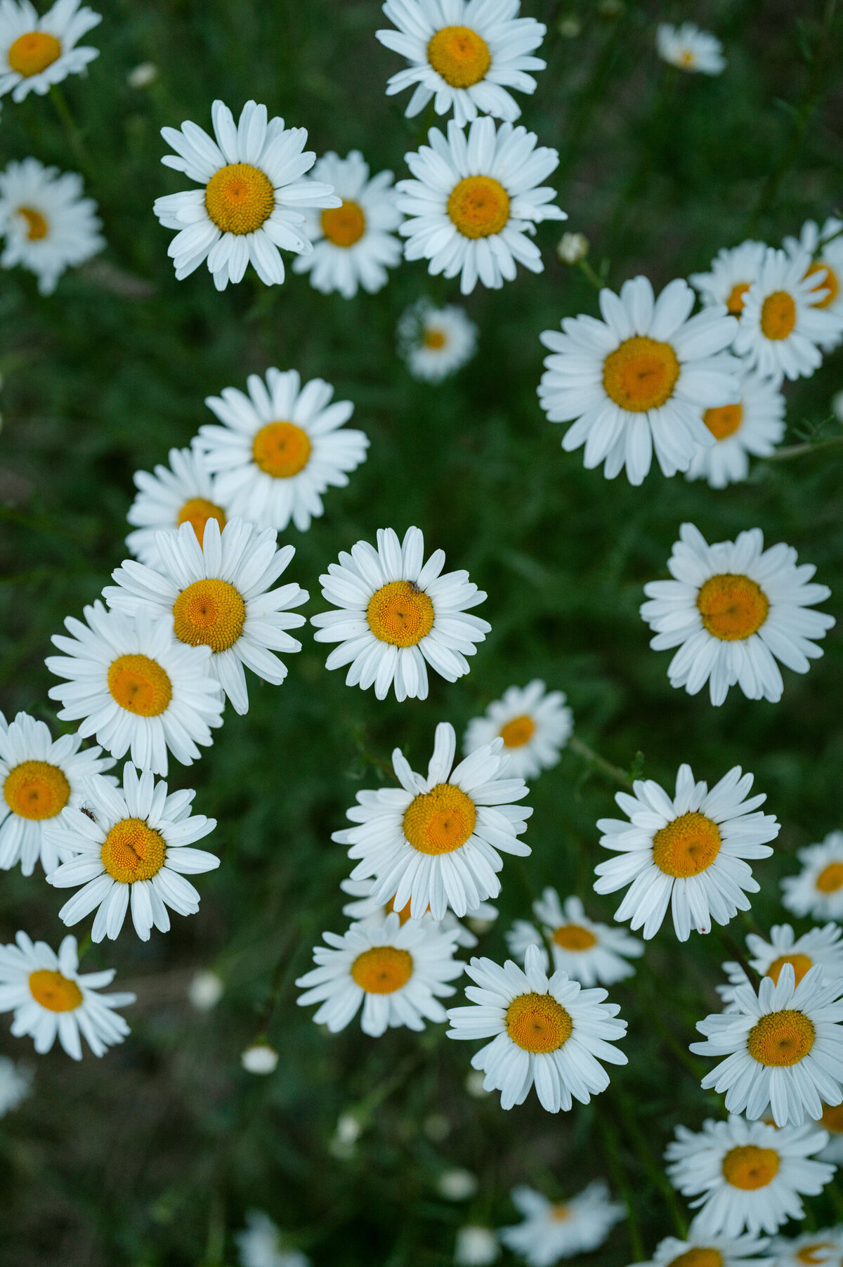 tellurdie wedding san sophia carter rose-0064