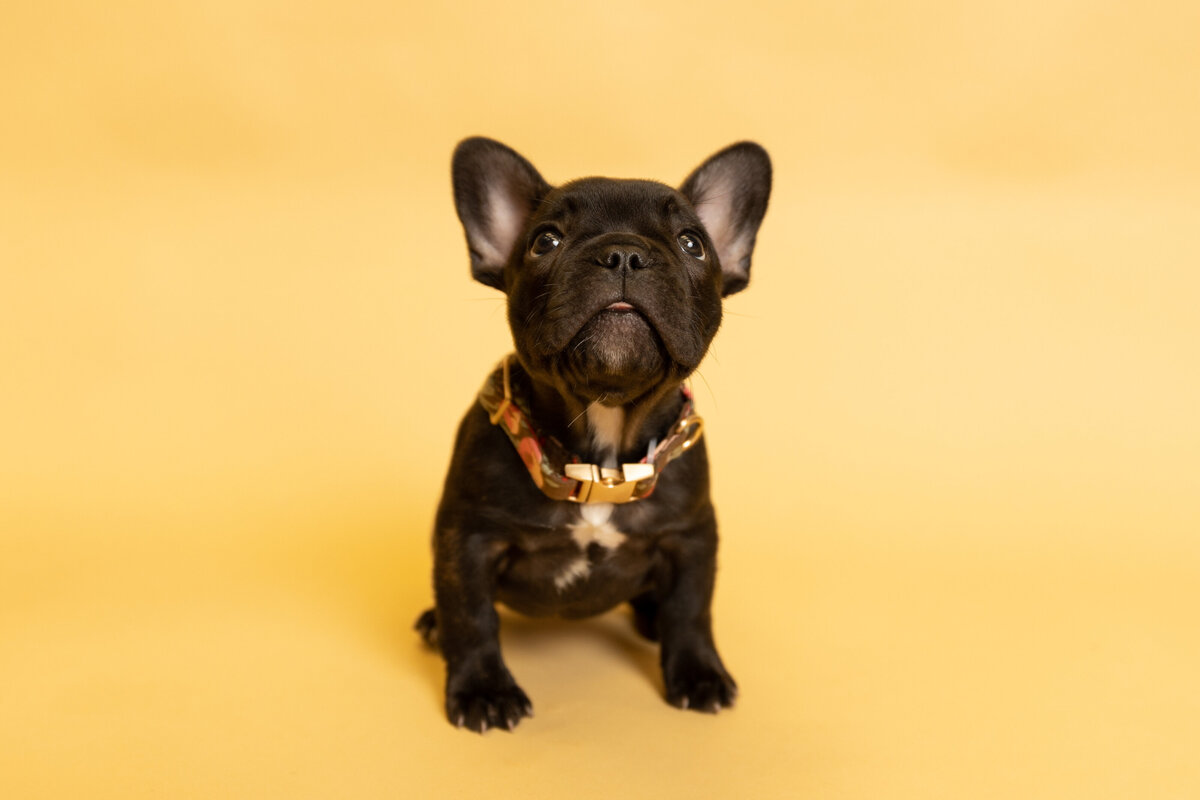 Mandy Penn Photography- Maggie the Frenchie - 2022 - for print-3