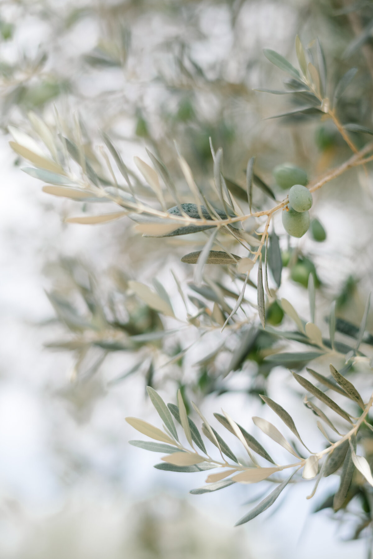 fine art print of mallorca olive twig