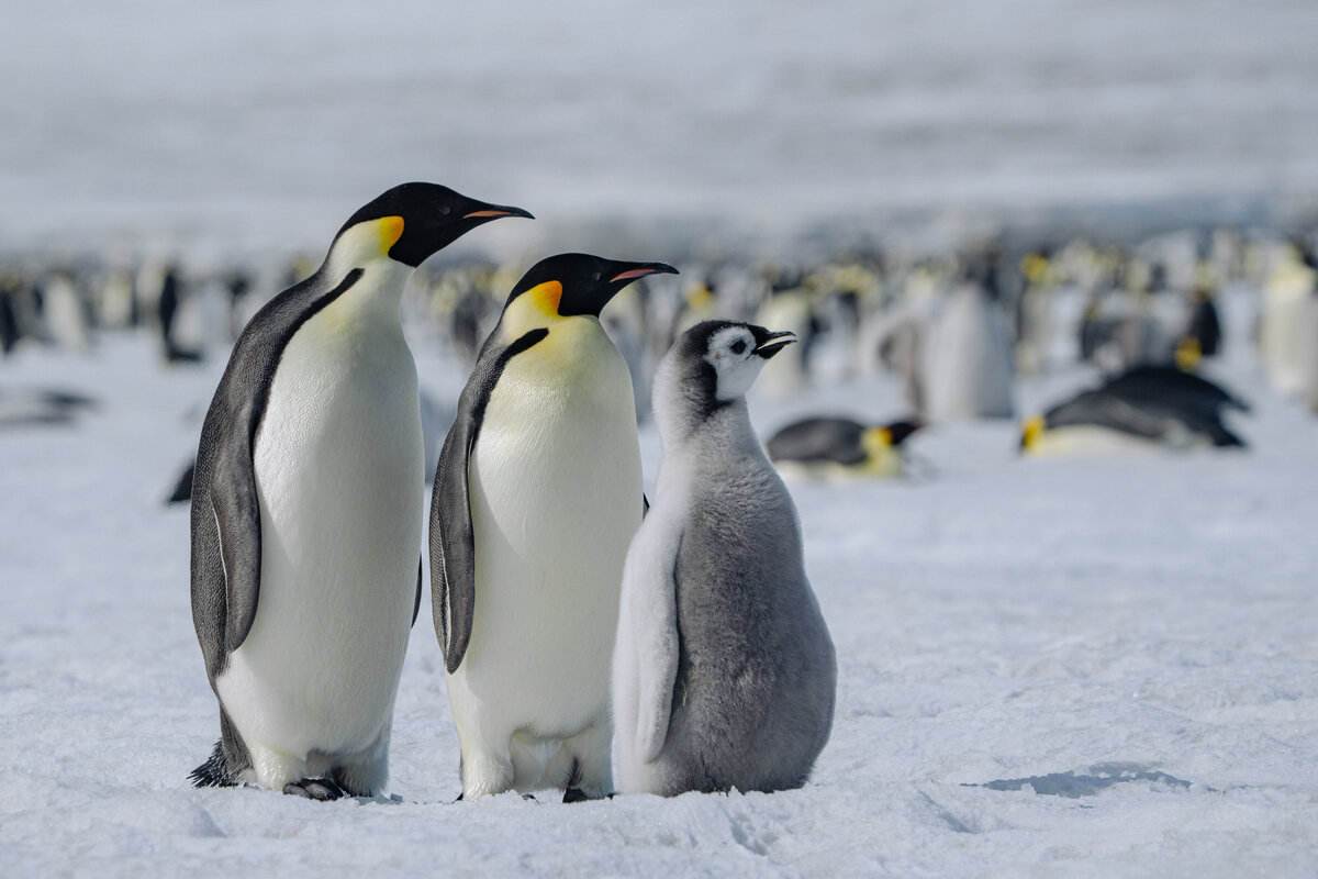 174_ antarctica_helloemilie