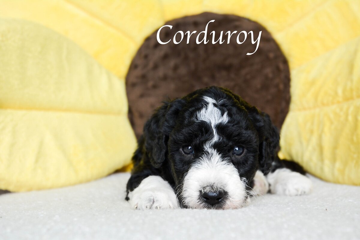 Available Mini and micro Sheepadoodle Puppies