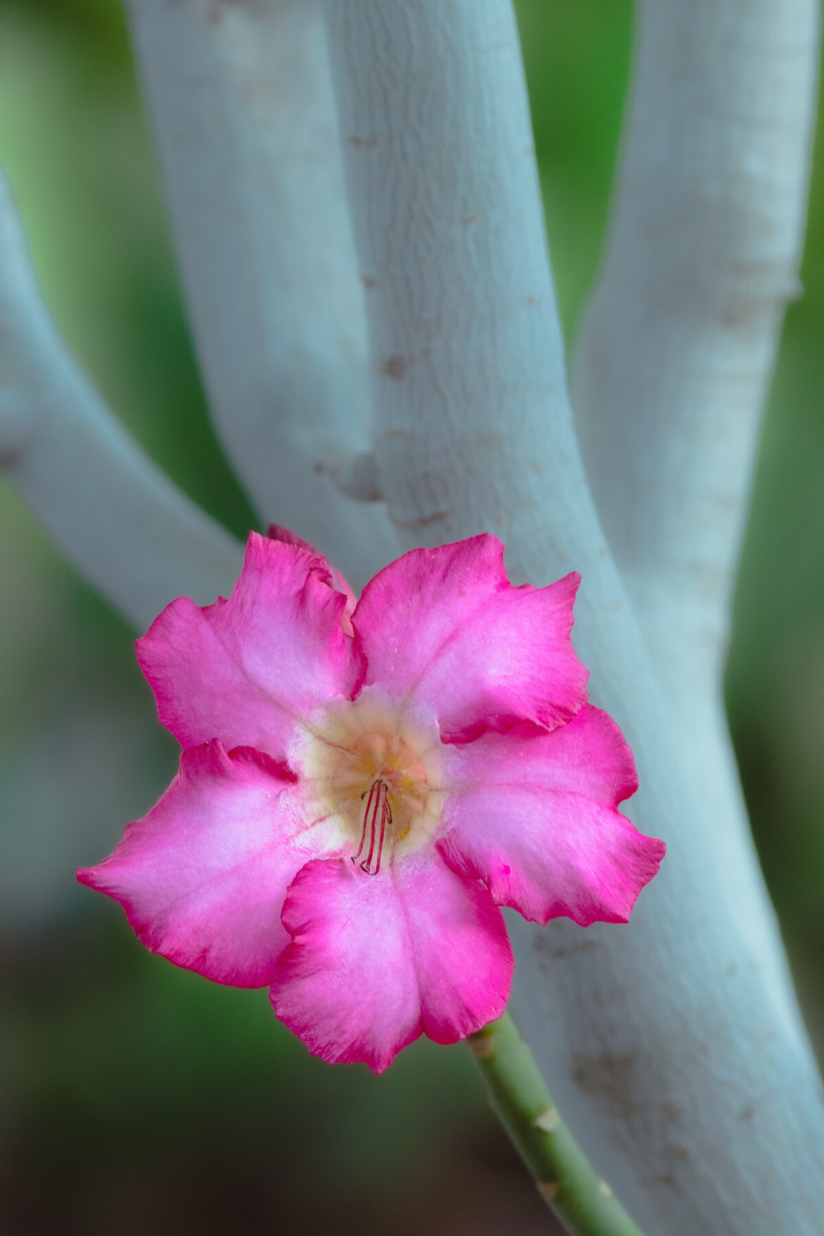 desert_rose_9781