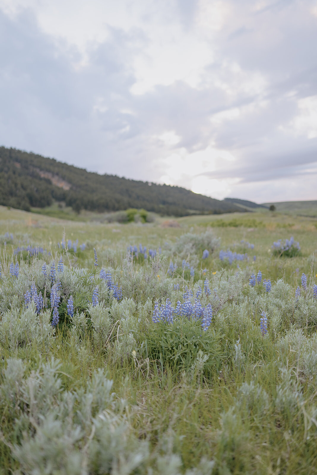 Carly-Patrick-Sheridan-Wyoming-Elopement-368