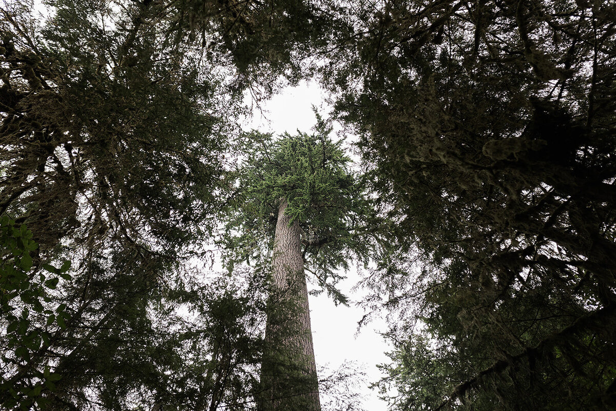 Olympic National Park Elopement  - Tara Nichole Photo - 2023 - Kyle and Keaton-53