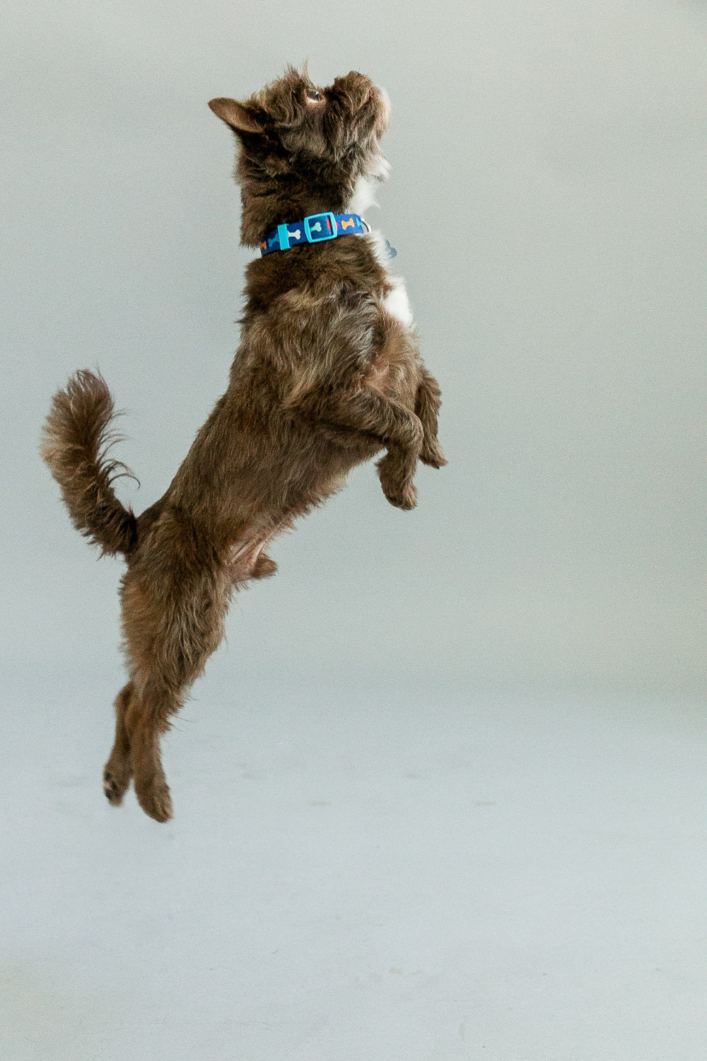sacramento pet photographer, pet photographer sacramento, pet photos, pet photography, san francisco pet photos, pet photo sessions, pet photographer, pet photos sacramento, pet photos san francisco, family pet photos, family pet photo sessions