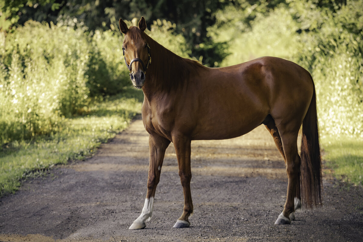 seattle-equine-photographer-4