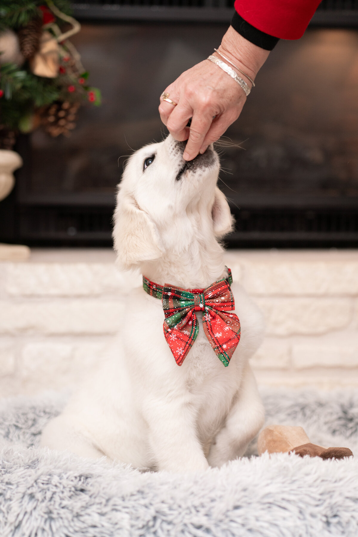 Austin Texas Family photo of puppy by the fireplace.