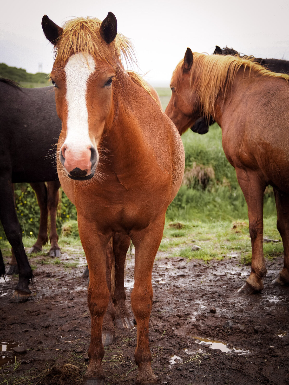 Iceland for Website-03