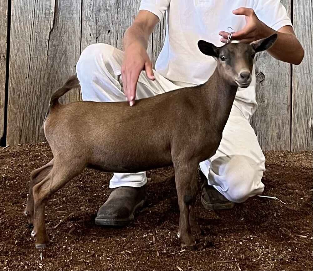 nigerian-dwarf-goat-melba-main