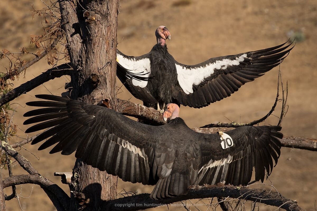 CA-Condor-Alliance-Tim-Huntington©-_204_470_wing_warming_6726