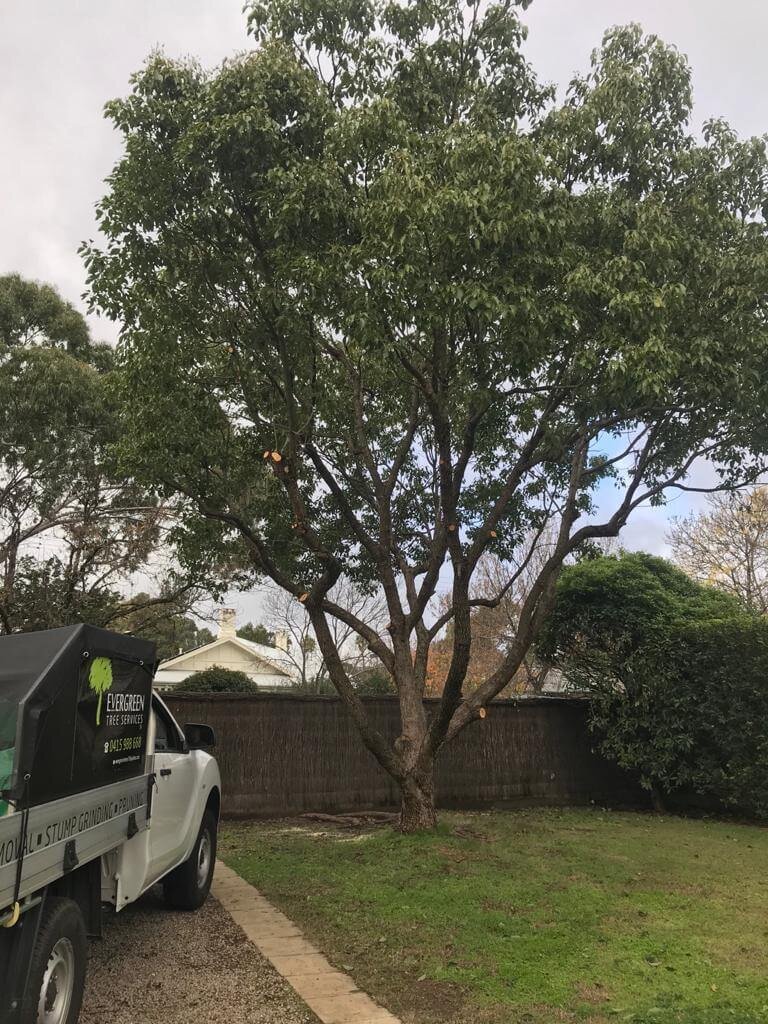 Evergreen Tree Services SA-Tree Pruining-004