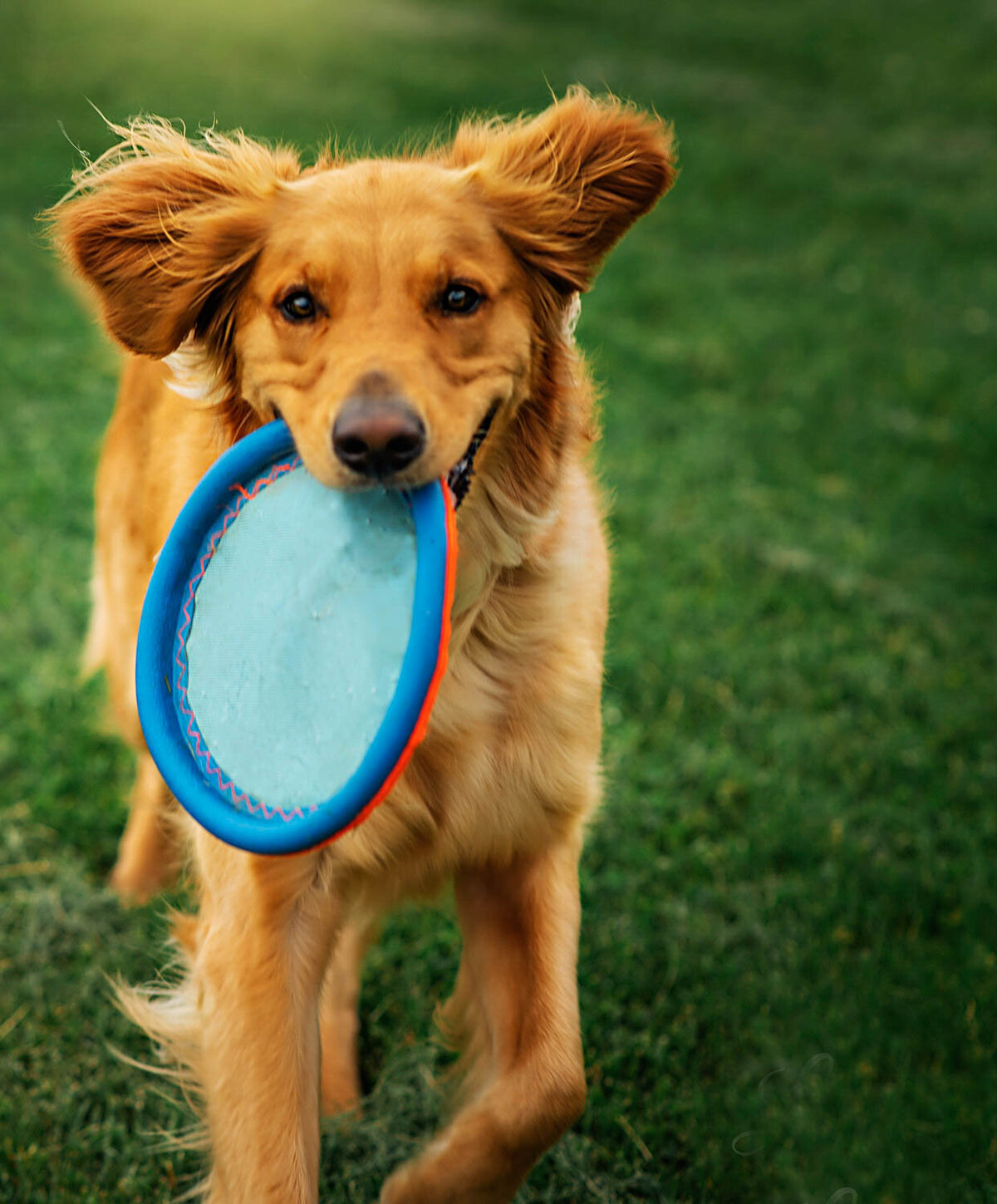 maple-grove-minnesota-pet-photographer-lisa-anne-photography-5