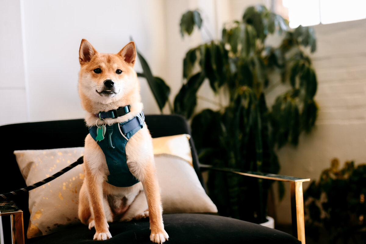 shibas-17