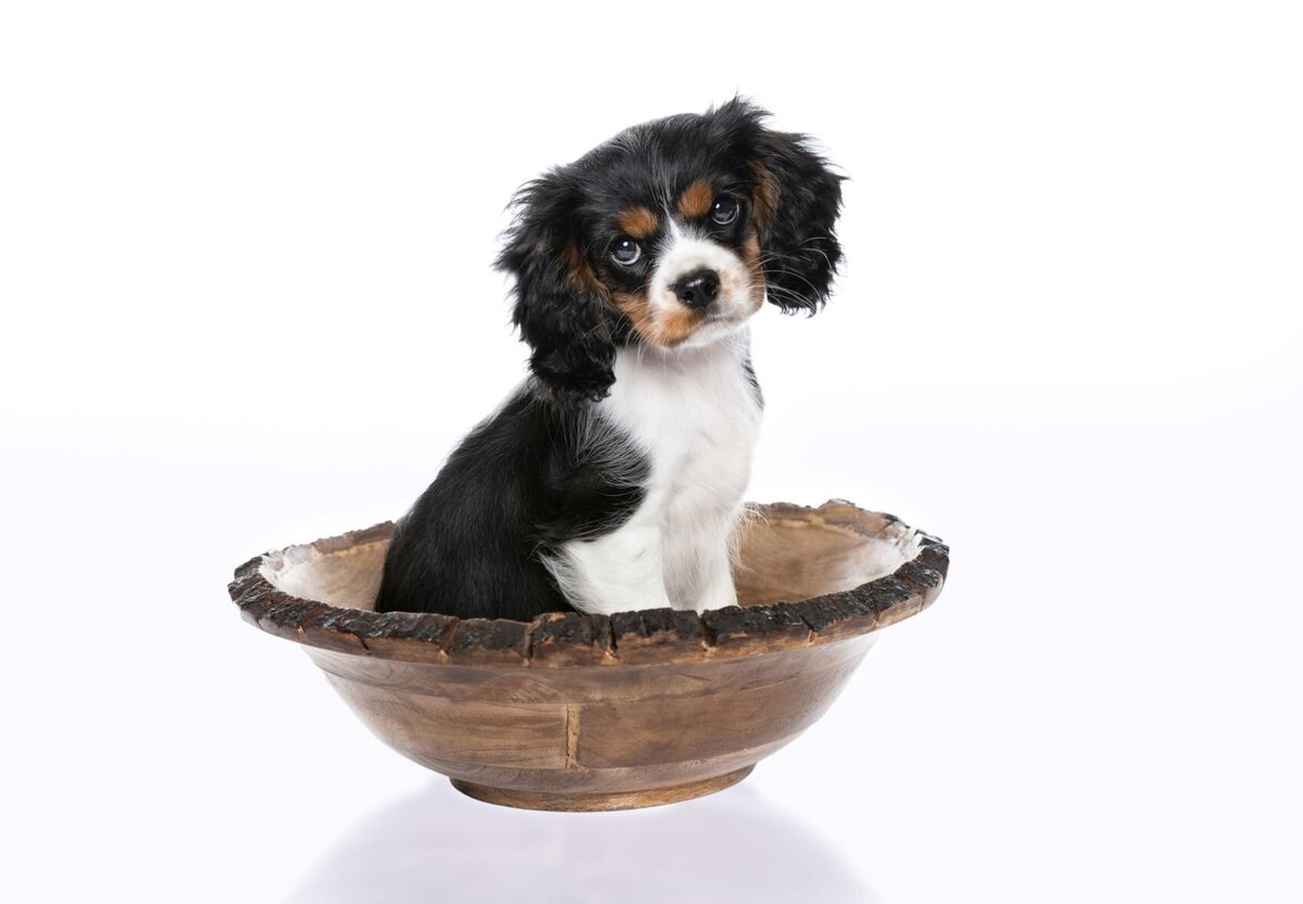 lilla-bordas-portraits-tampa-DOG-photographer1296_1