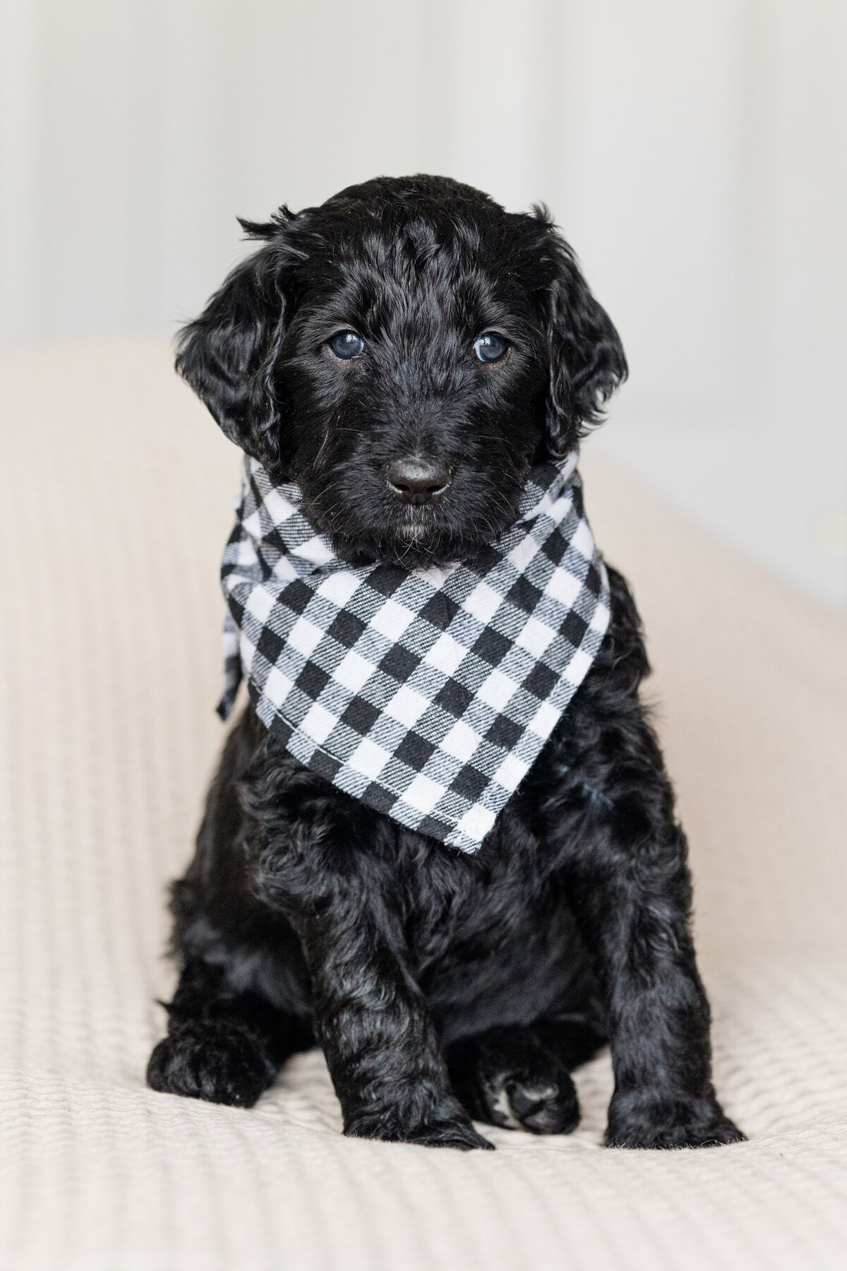023_Bernedoodles