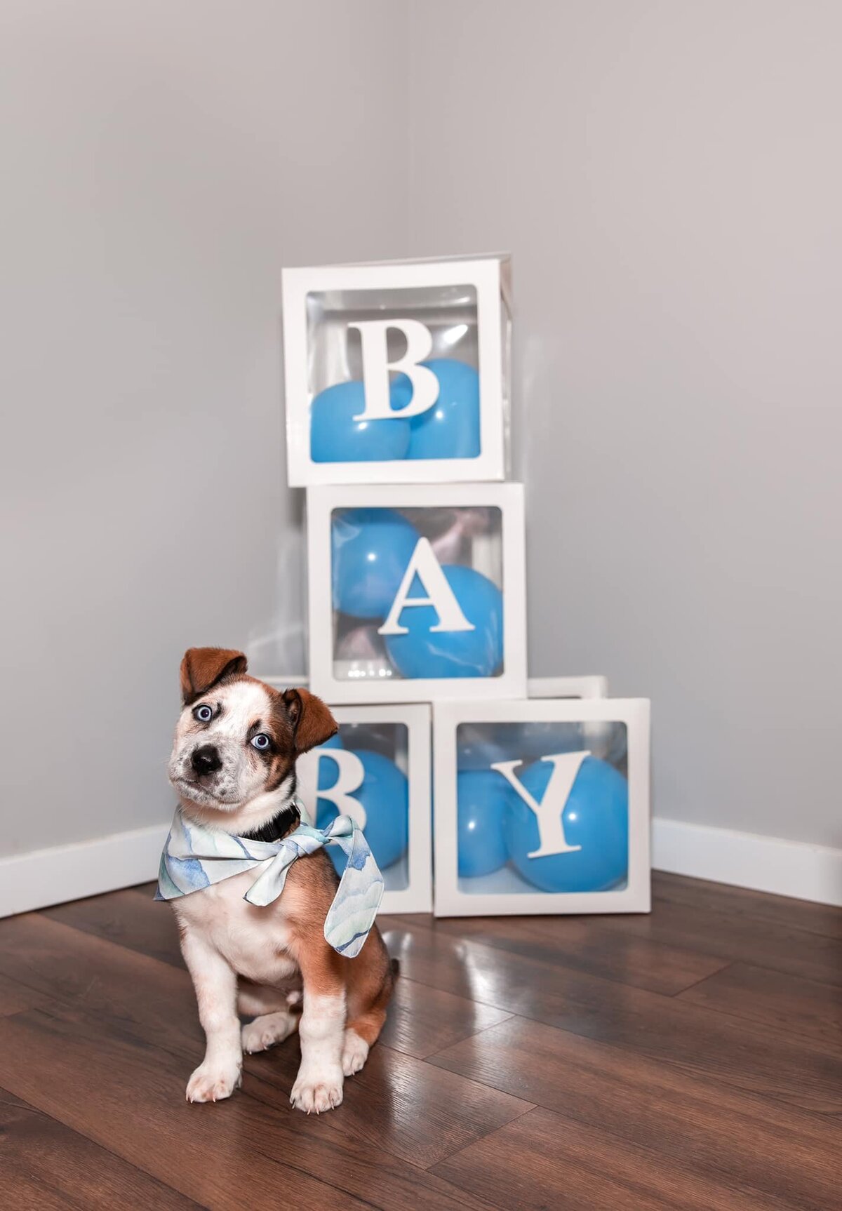 Humane Society Yukon/Mae Bachur