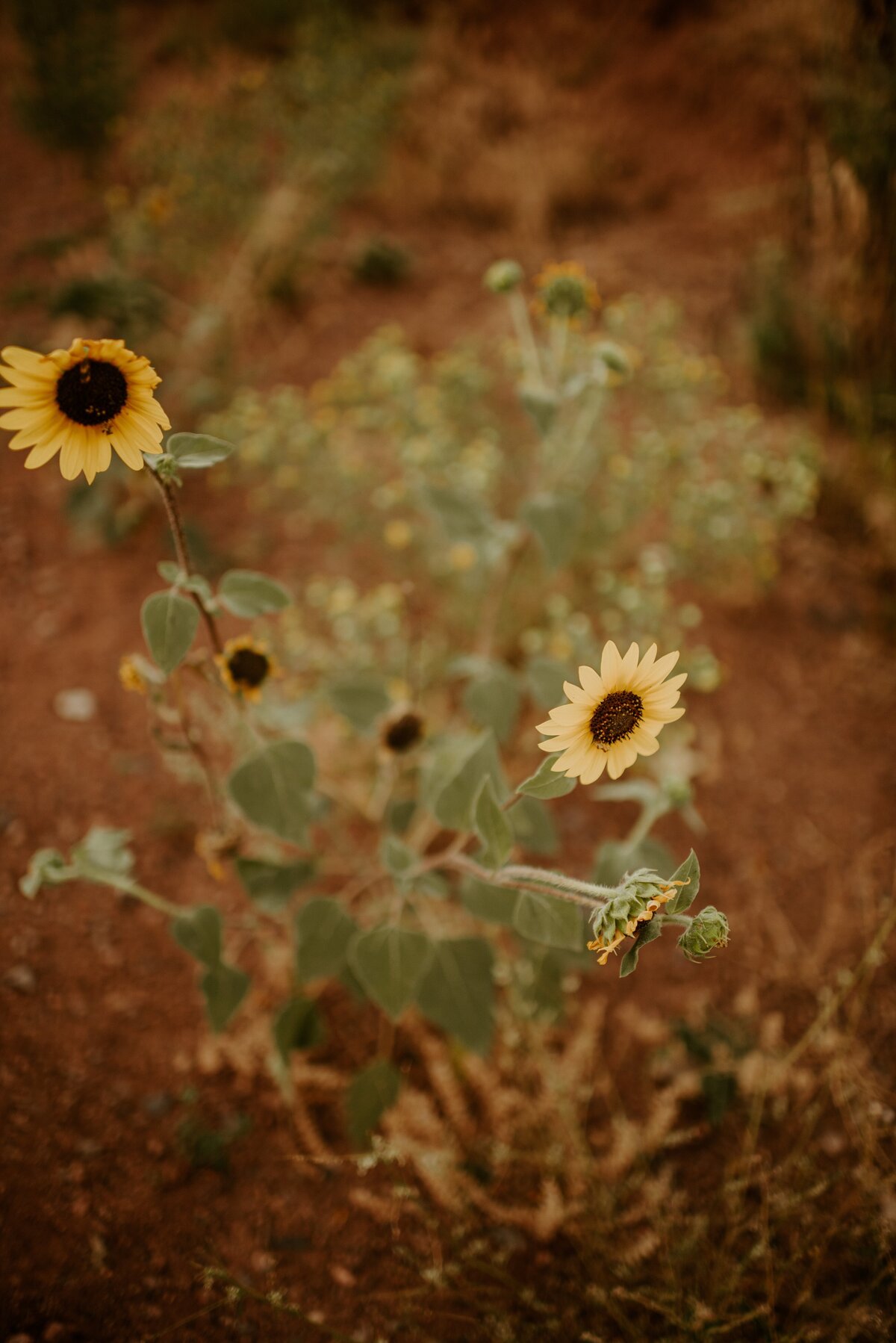 devon-divine-6TiUEqZmBYM-unsplash