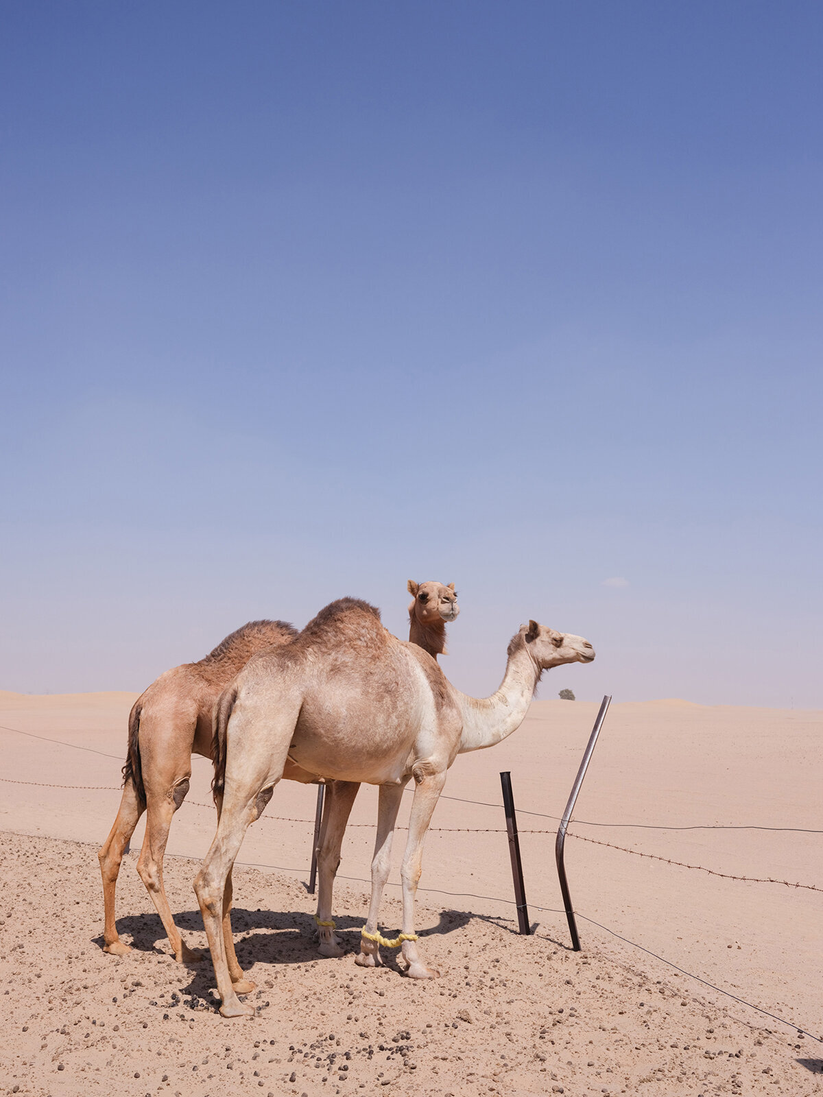 Michelle Norwood Living - Luxury Travel Inspiration - Dubai - elisabricker-5273