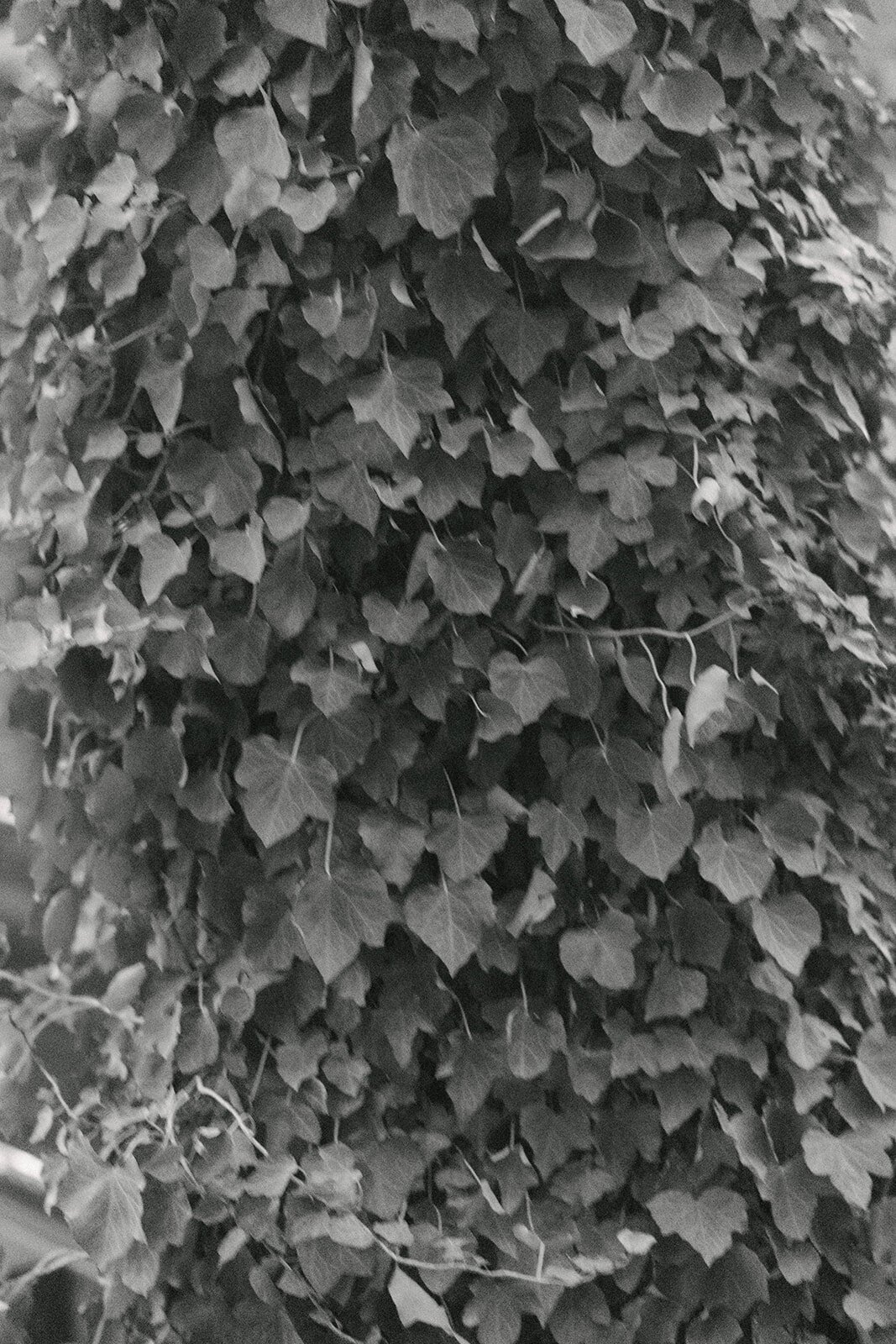 _8509036