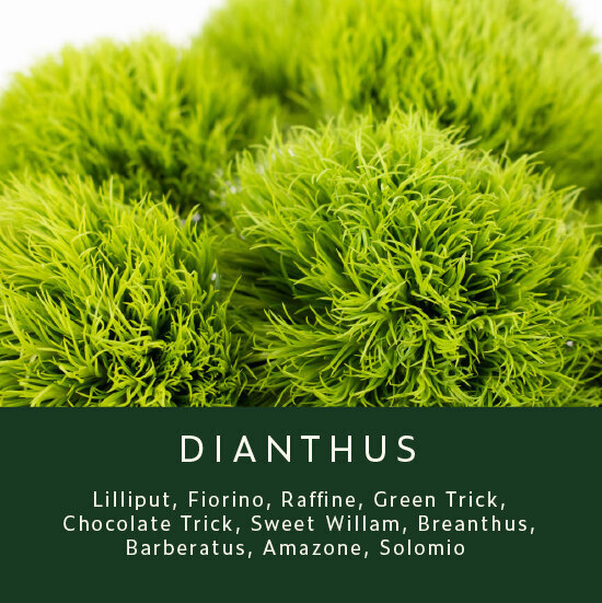 Dianthus