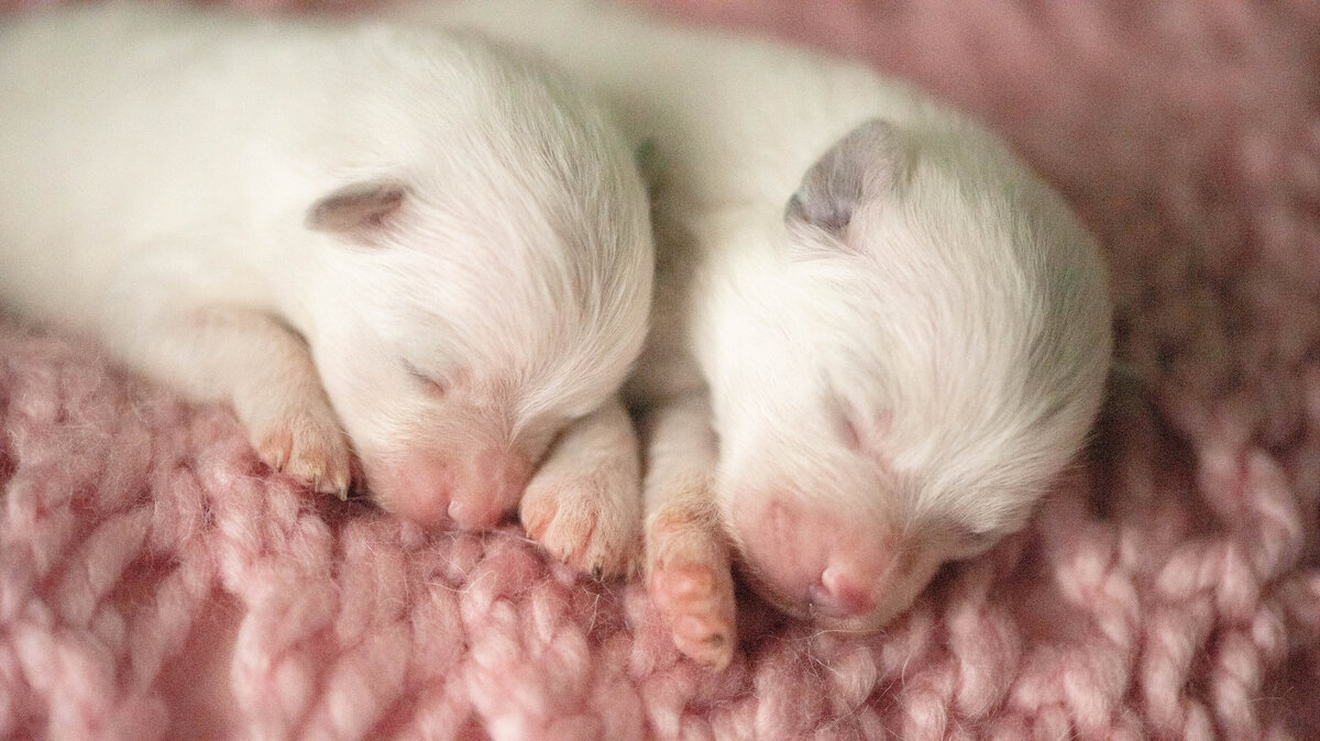 newborn puppies white