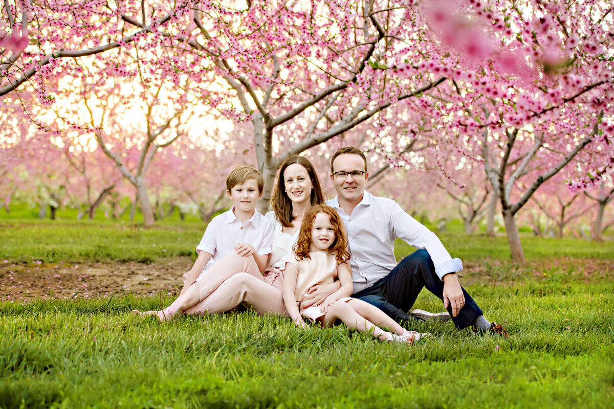 mom nad dad with their son and daughter sitting on the grass in the pink cherry blossom field for their Spring Blossom Family photography session