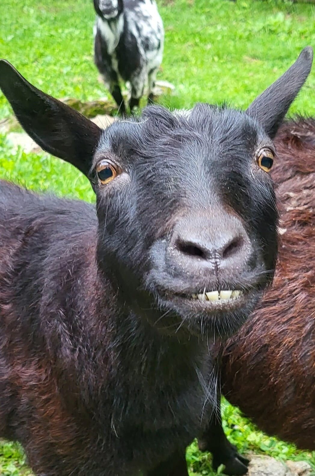 Smiling Goat
