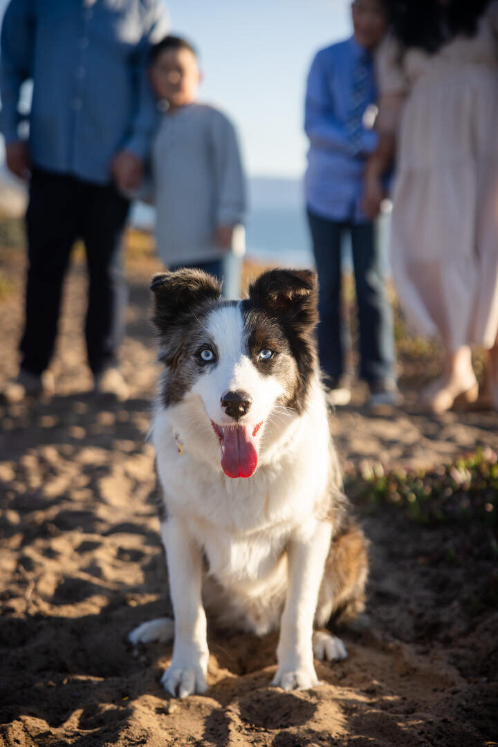 San Francisco Family Photographer Alyx Jones2