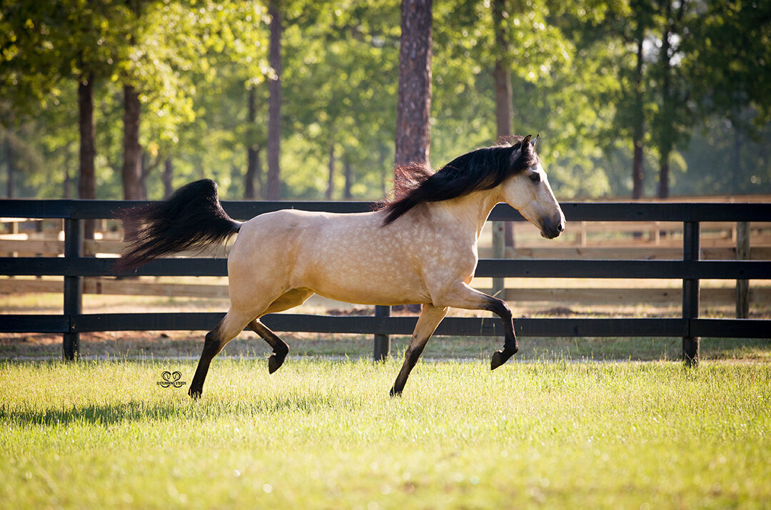 Maravilla DLM-StunningSteedsPhoto-HR-0787
