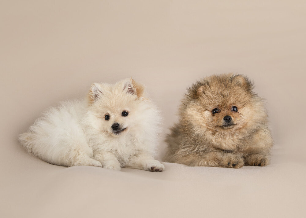 PETS_PUPPIESCUTEPOMERANIANDOGSFLUFFY