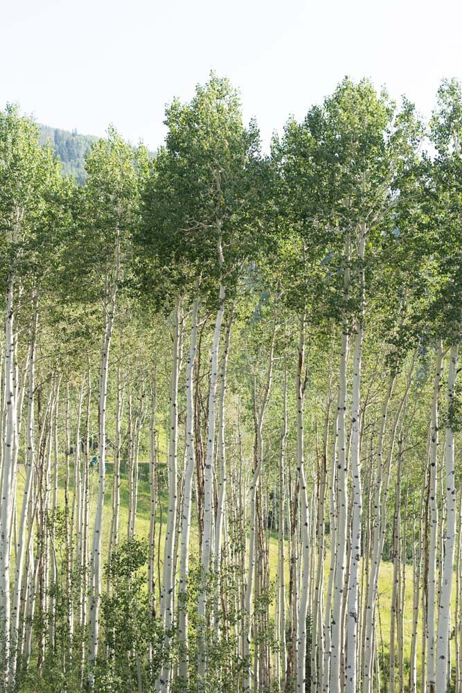 ArianaNicolePhotography_Beaver_Creek_Lodge-0085