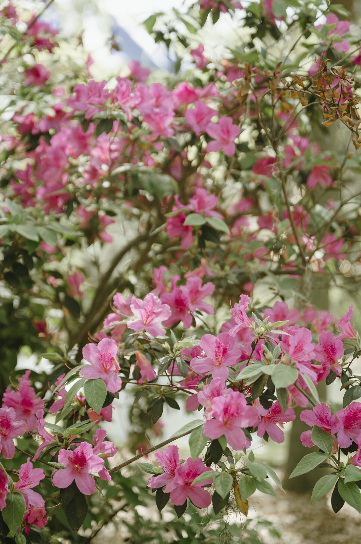 ashleecphotography-68