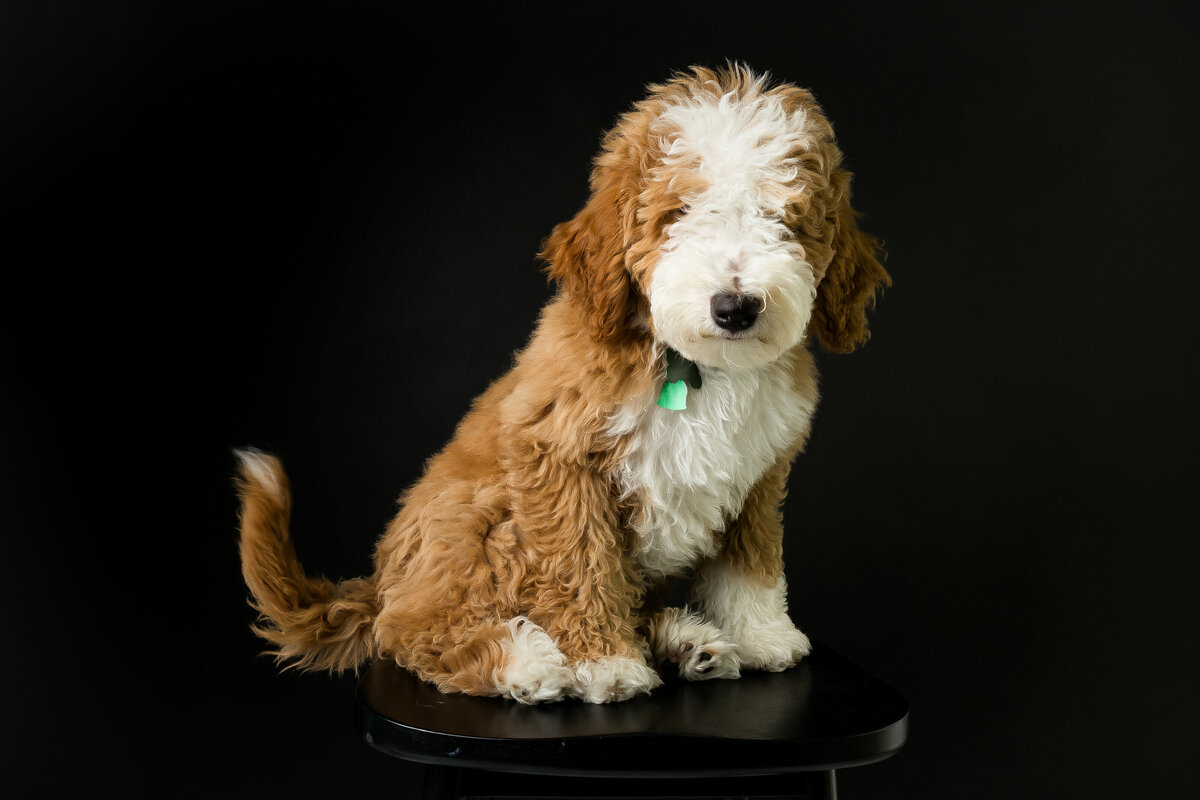 Doodle puppy sits on stool in Sacramento pet photography studio