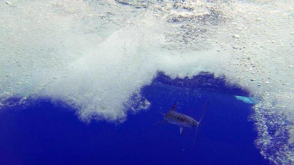 Blue Marlin fishing with Jason Miller and Raven 6 Studios