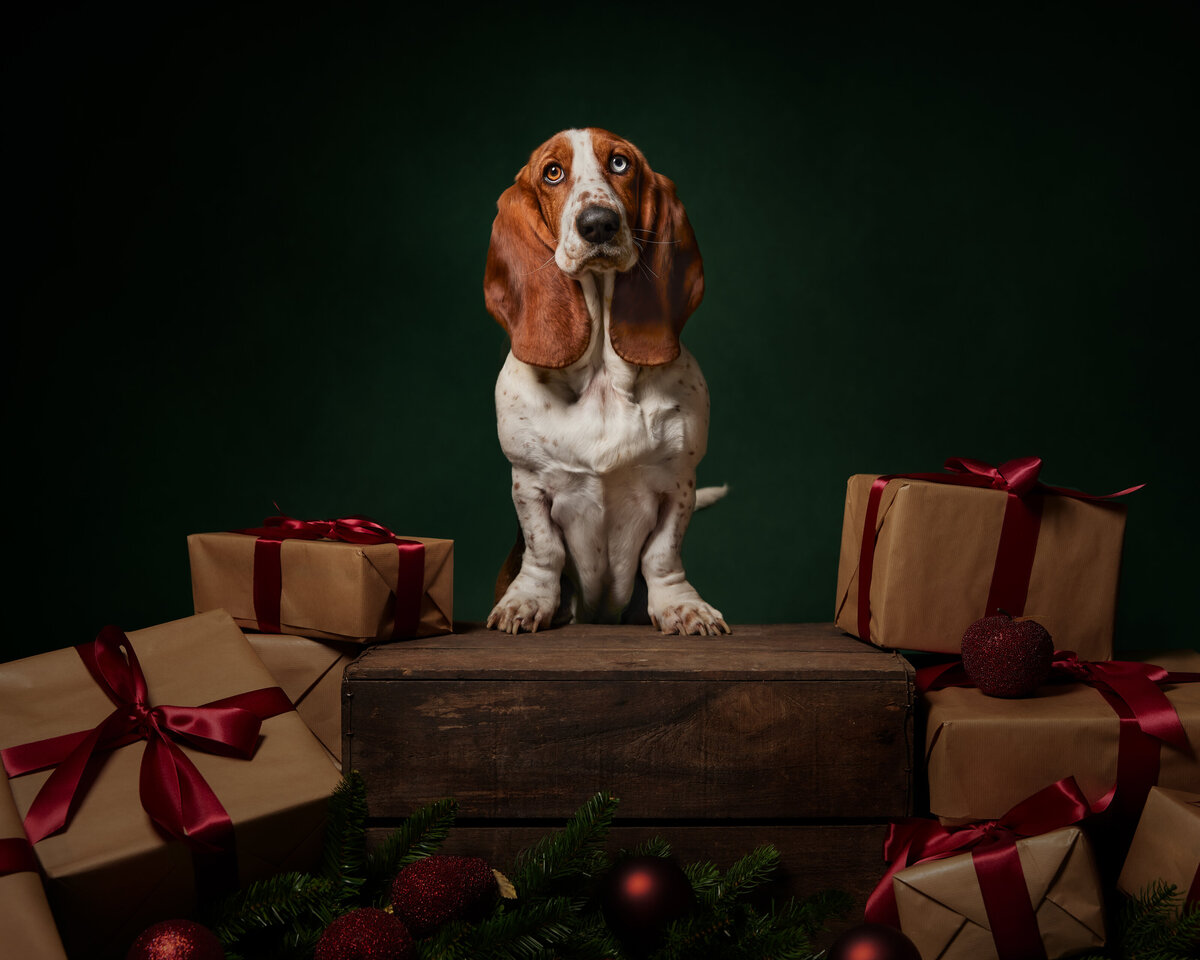 Image of a basset hound surrounded by presents on a Christmas backdrop in the studio. Taken by Norwich portrait photographer Claire Howes. Christmas Mini Sessions Norwich.