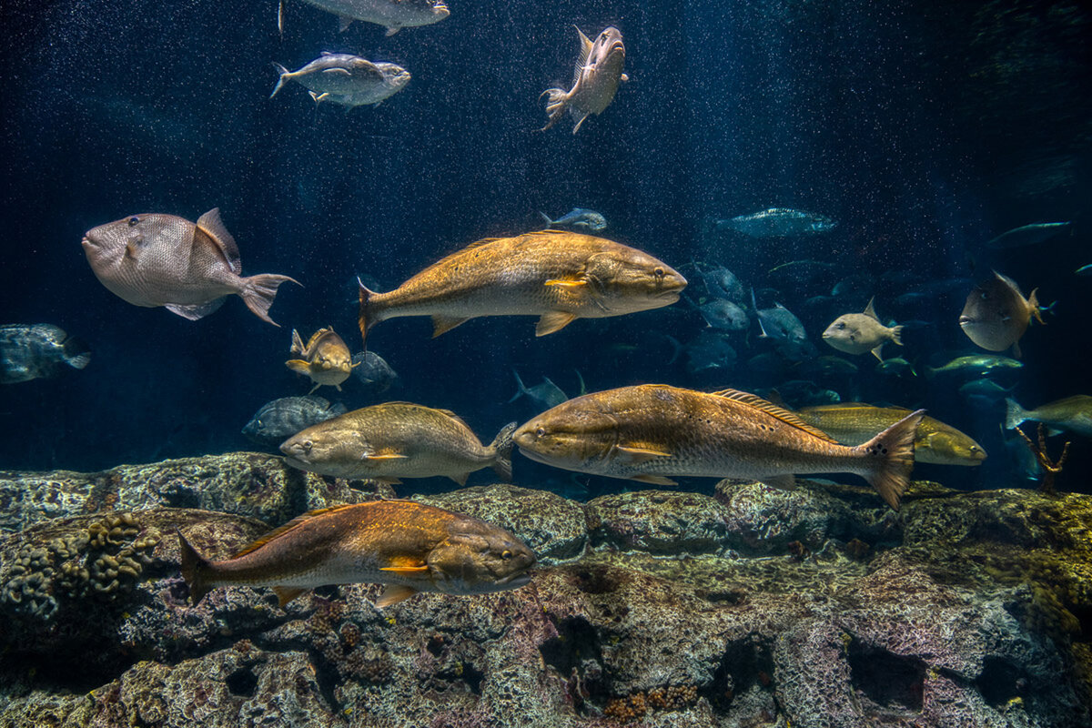 Charleston-SC-Aquarium-Marketing-Branding-Photography-Rocky-Reef-Great-Ocean-Tank-7536