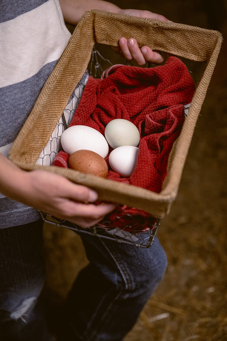 collecting eggs from farm chickens in coop