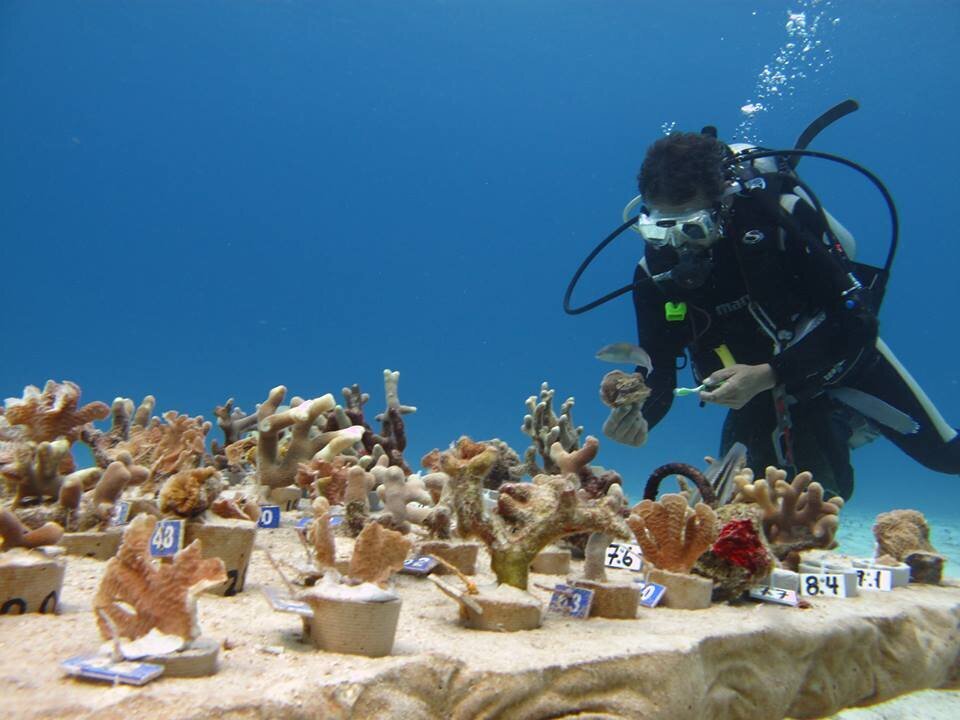 Coral-Farm-2