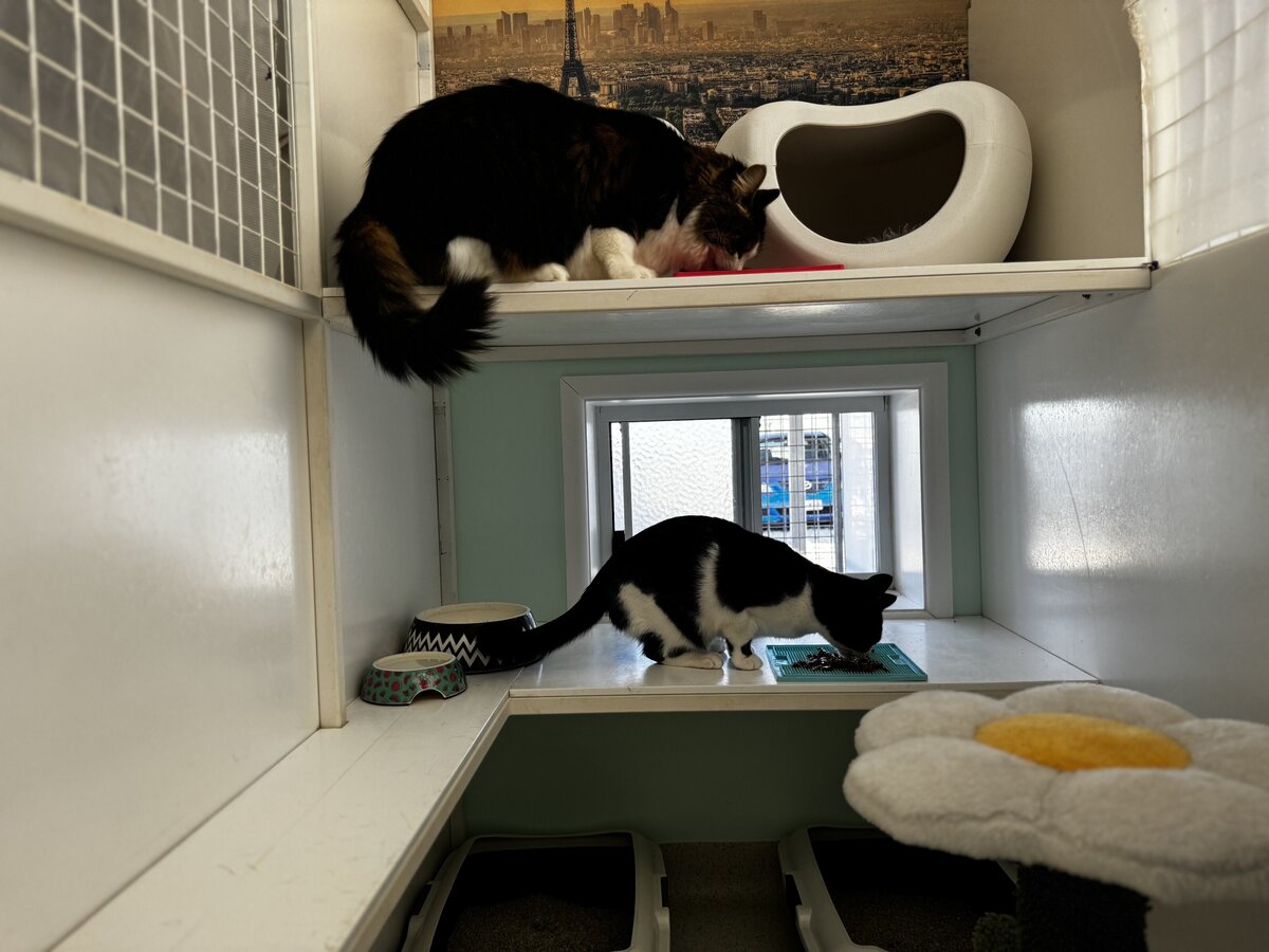 Cattery Toowoomba
