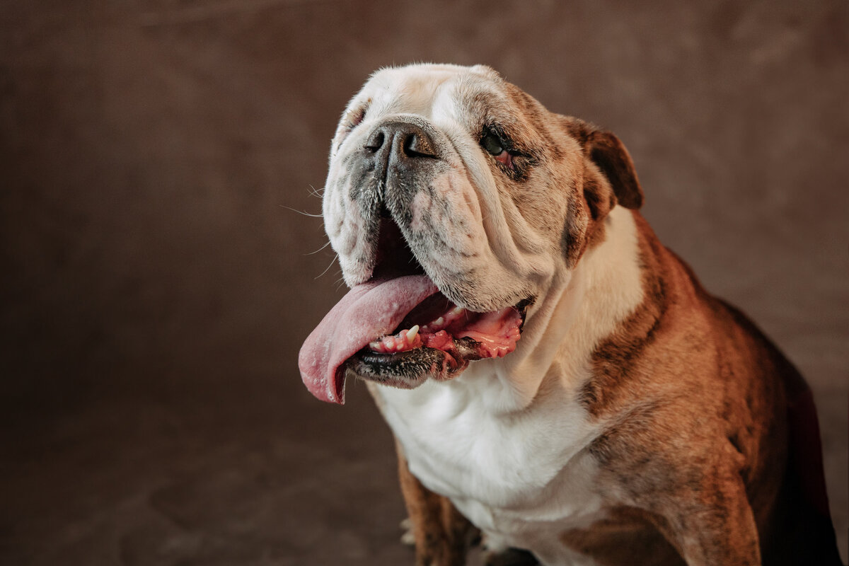 Longmont-Pet-Photographers-English-Bulldog (30)