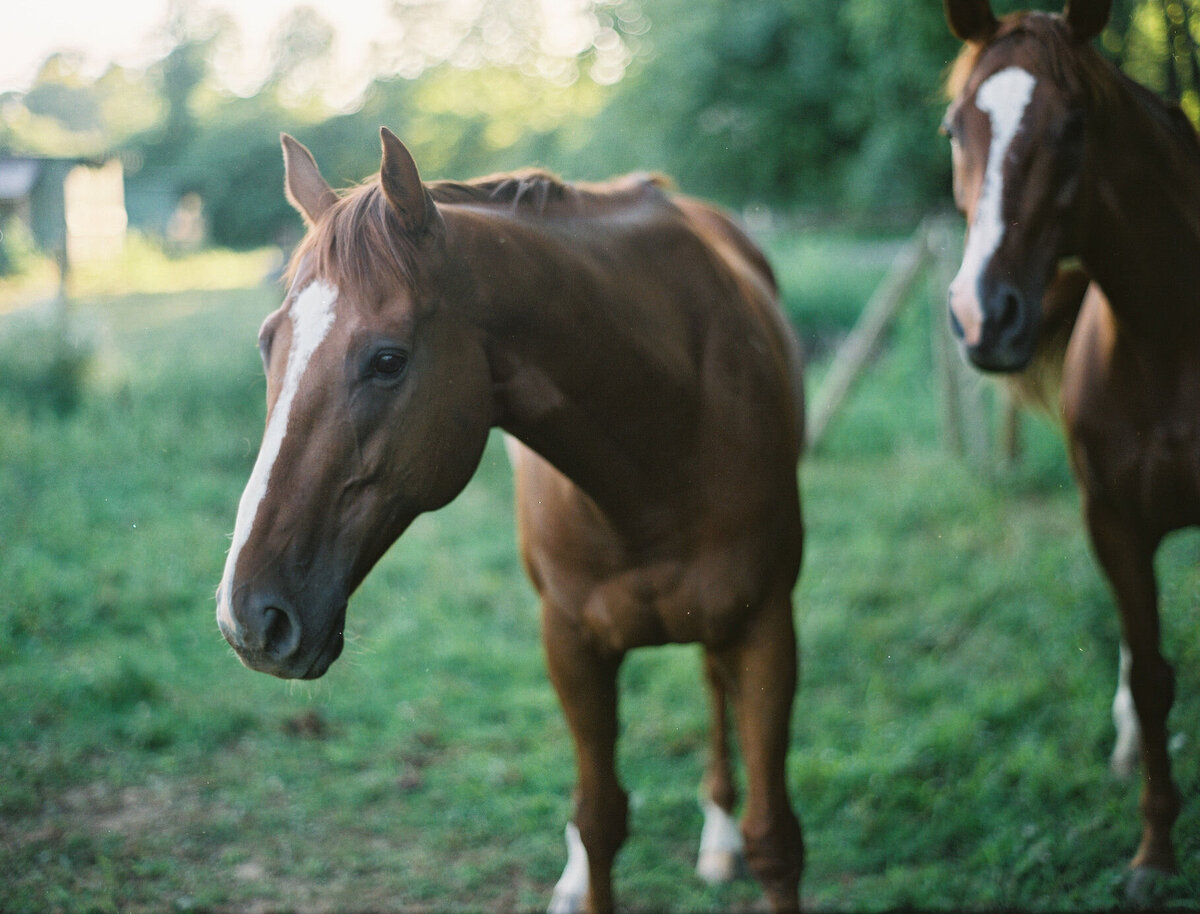 Saratoga-horse-photographer-346