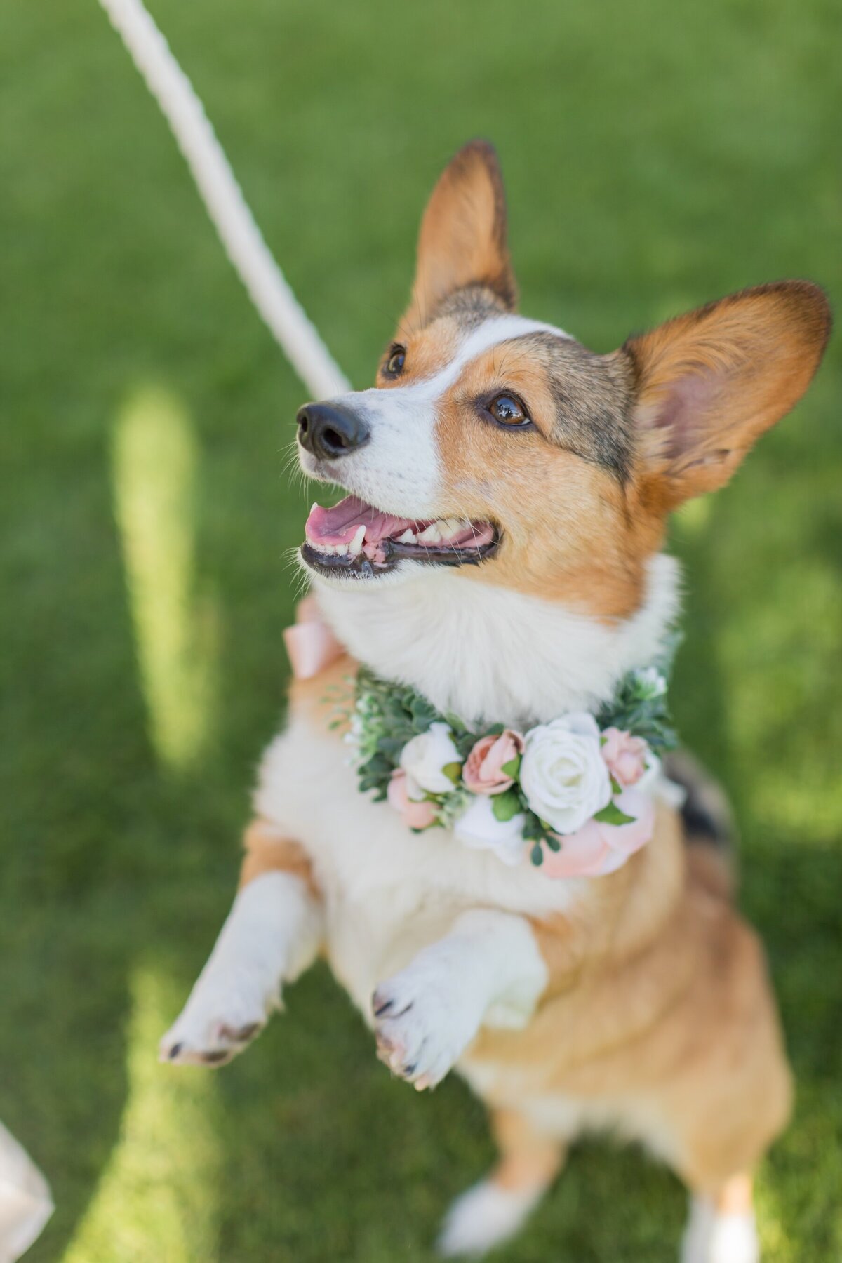 Best dog at wedding wearing flower lei