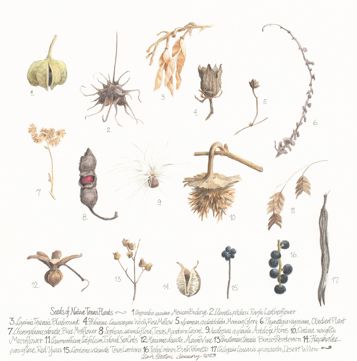 2023_Seeds of Native Texas Plants_01_Clair Gaston